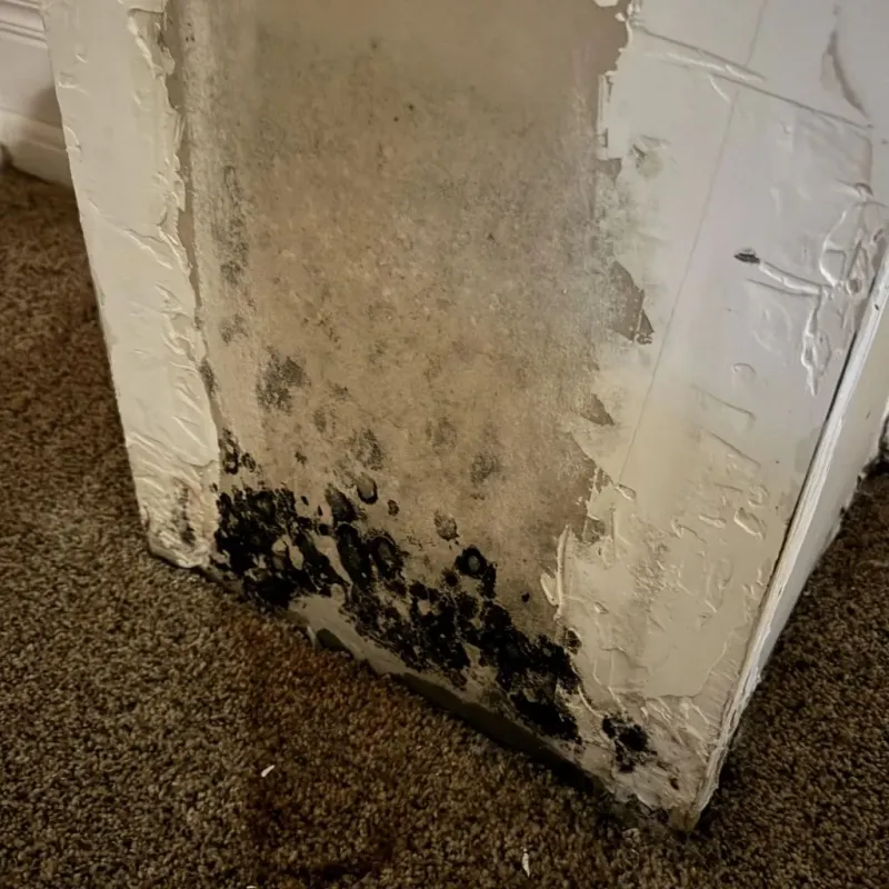 Professional Mold Removal in Bosque County, TX
